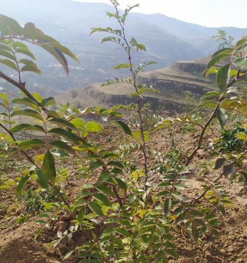 怎么种植花椒树（花椒树种植方法及步骤）