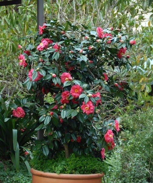 茶花怎么修剪才茂盛（了解茶花的养殖方法）