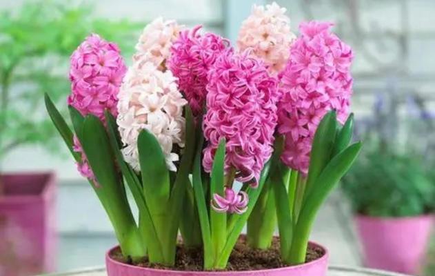 冬天什么花好养（盘点八种适合冬天养的花）