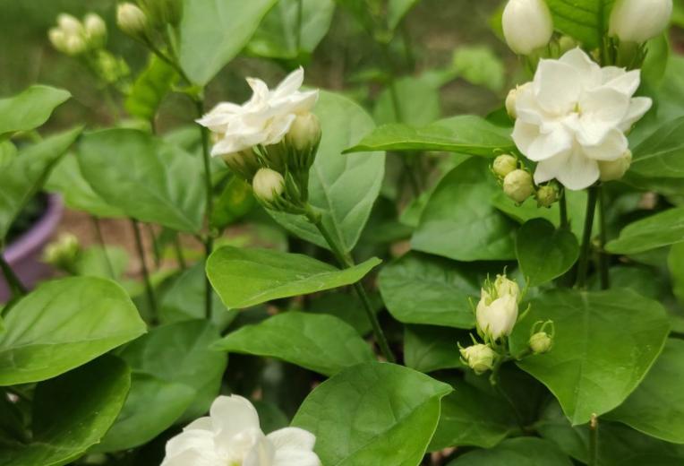 开白色花的植物有哪些（常见的白色花品种）