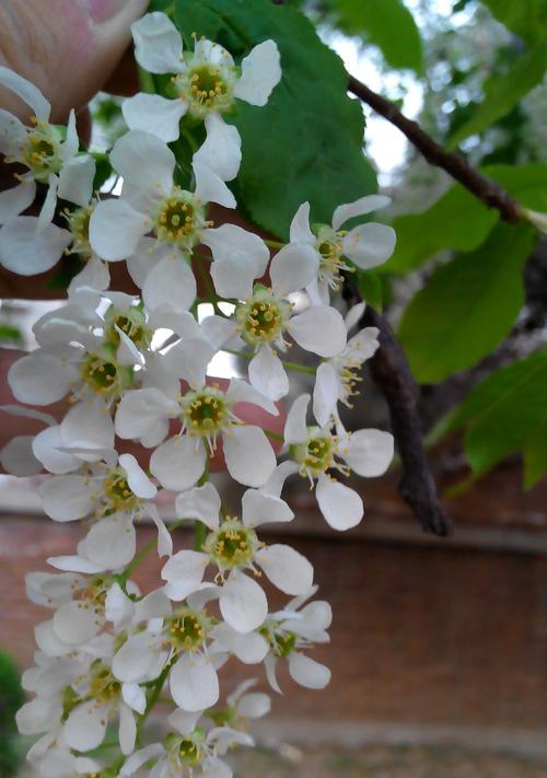 开白色花的植物有哪些（常见的白色花品种）