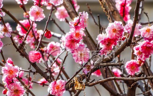 梅花在什么时候开放（了解梅花的花期时间）