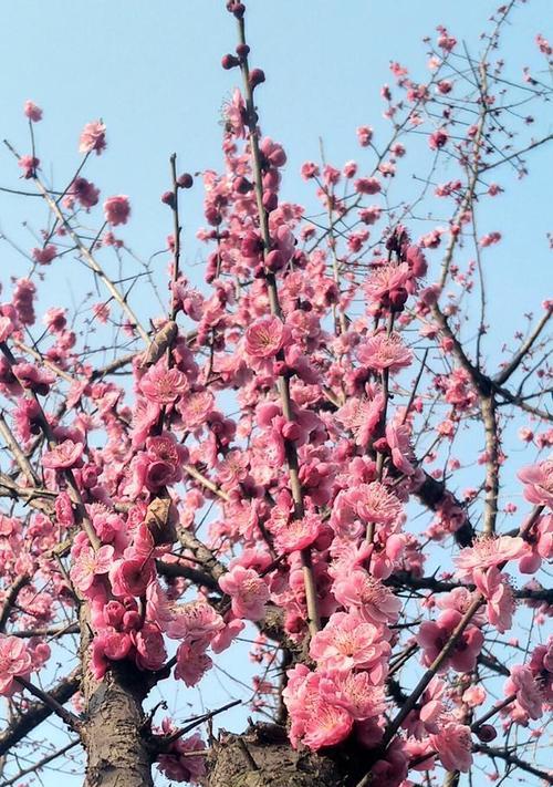 梅花在什么时候开放（了解梅花的花期时间）