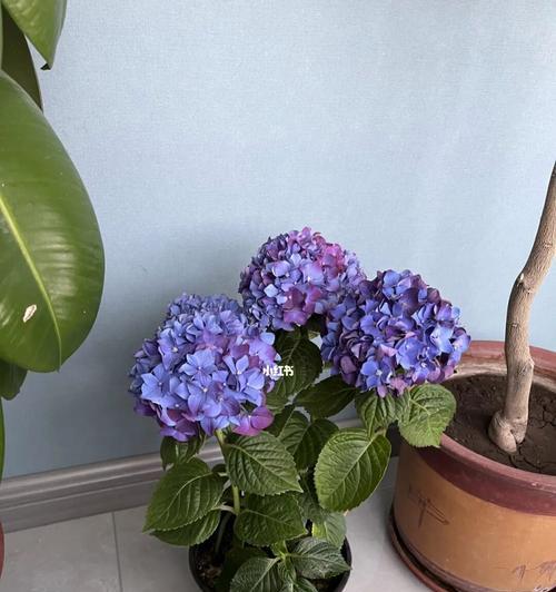 绣球花应该如何养护（绣球花盆栽的养殖方法和注意事项）