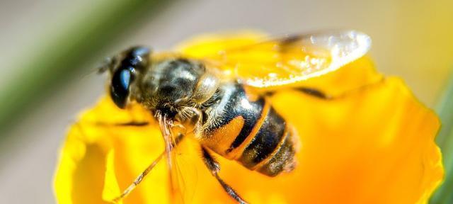 蜜蜂的天敌是谁