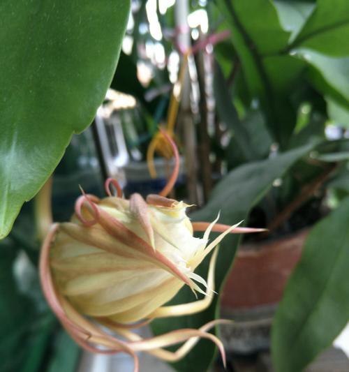 昙花什么时候修剪（昙花修剪时间分享）