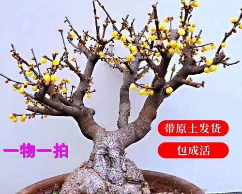 腊梅小苗怎么养好（详解腊梅种植方法与技巧）