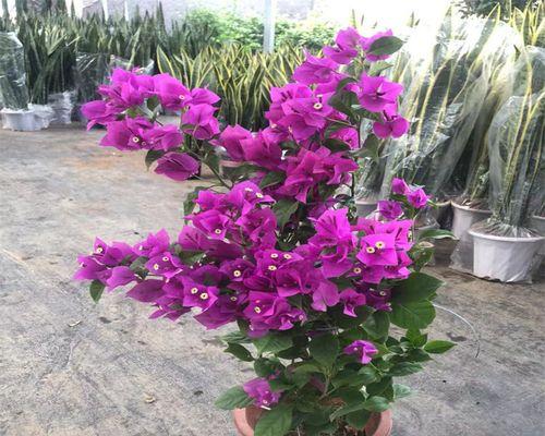 三角梅怎么才能开花（盆栽三角梅养护知识）