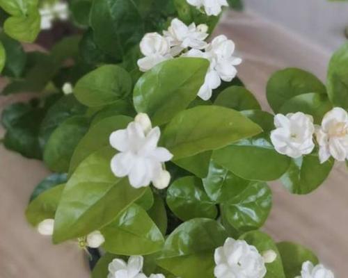 茉莉花的品种有哪些（盘点十大常见茉莉花品种）