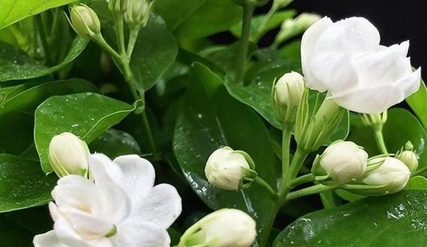 茉莉花的品种有哪些（盘点十大常见茉莉花品种）