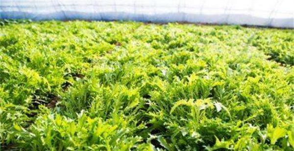 枫蒿用什么肥料长得旺（枫叶种菜的正确方法）