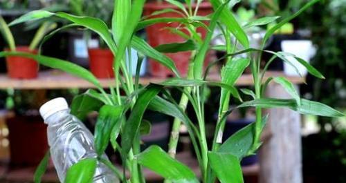 富贵竹的繁殖方法和养殖技巧（掌握这些技巧）