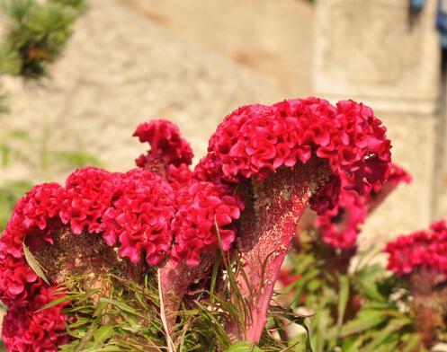 鸡冠花什么季节种植（鸡冠花种植方法与时间）