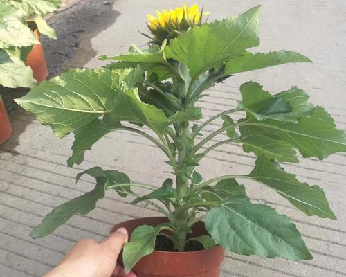 太阳花的盆栽怎么养（太阳花养殖方法讲解）