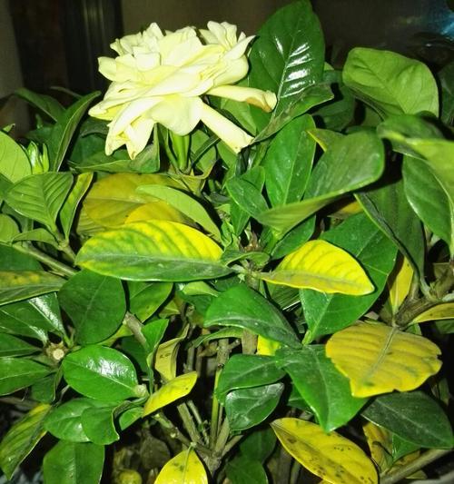 栀子花叶子发黄补救办法（教你黄叶的解决技巧）
