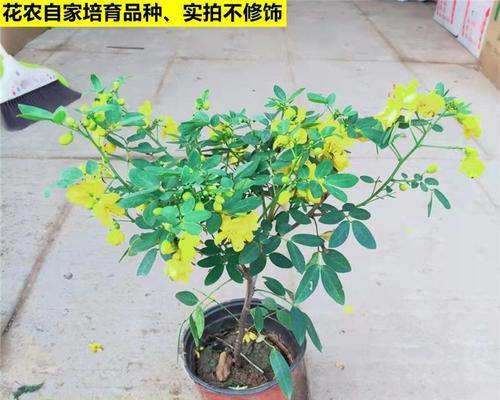 什么花冬天开花（冬天八种最美的花介绍）