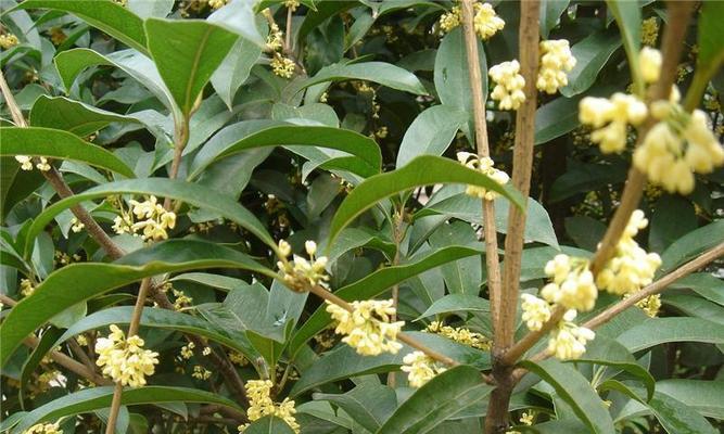 桂花树怎样种植（桂花树种植的正确方法）