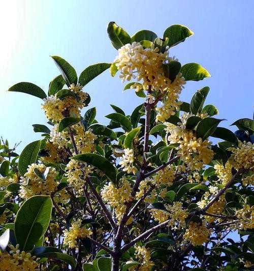 桂花树怎样种植（桂花树种植的正确方法）