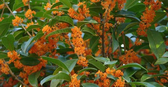 桂花树怎样种植（桂花树种植的正确方法）