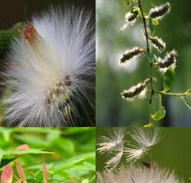 哪些植物传播种子方法（十种植物传播方式介绍）