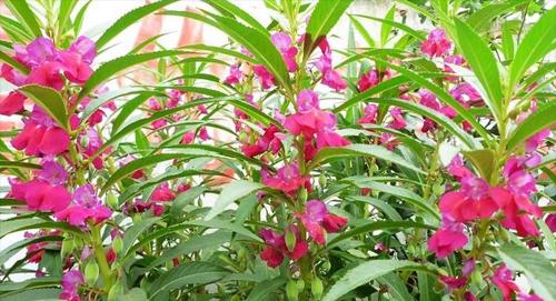 凤仙花用什么土壤（凤仙花的养殖方法讲解）