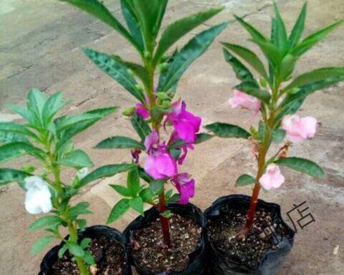 凤仙花用什么土壤（凤仙花的养殖方法讲解）