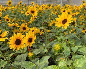 太阳花种植时间和方法（有关太阳花播种技巧）