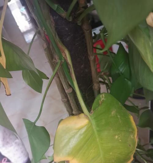 绿萝发黄该怎么办（绿萝黄叶原因及解决方法）