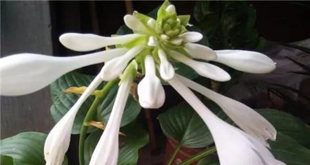玉簪花一年开几次花（观赏玉簪花的花期简介）