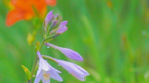 玉簪花一年开几次花（观赏玉簪花的花期简介）