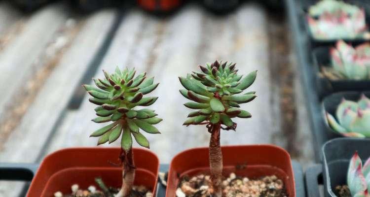 多肉繁殖方式有哪些（多肉植物繁殖方法和注意事项）