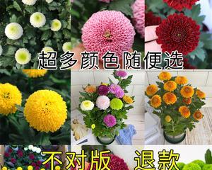 菊花怎么修剪才好（菊花修剪时间和方法）