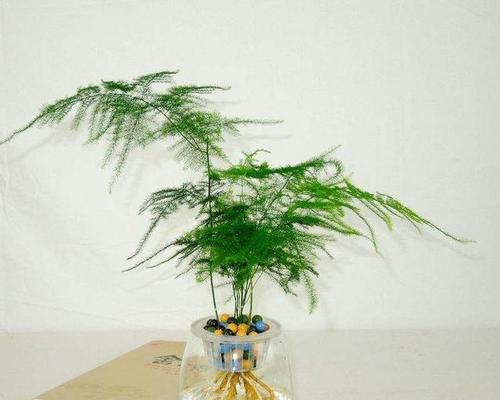 文竹怎样施肥才能更旺盛（分享文竹施肥的正确方法）