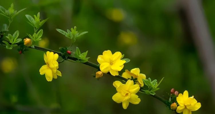 迎春花在什么时候开花（有关迎春花的花期简介）