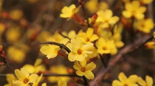 迎春花在什么时候开花（有关迎春花的花期简介）