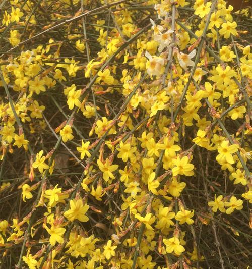 迎春花种子怎么种植（迎春花种植时间及方法）