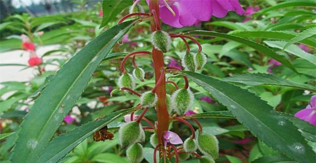 非洲小凤仙花怎么养殖（非洲凤仙花的养殖注意事项）