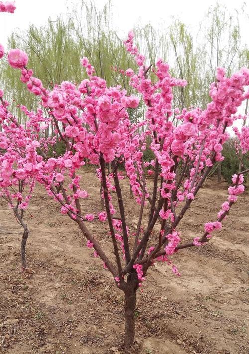 榆叶梅种子怎样播种（榆叶梅的种植方法和技巧）