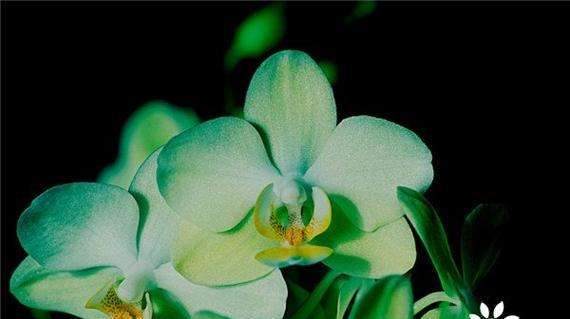 蝴蝶兰花怎样养护和管理（新手养蝴蝶兰的正确方法）
