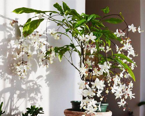 6月开的什么花（有关七月代表性花朵）