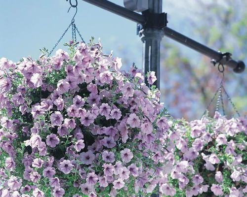 牵牛花种子什么时候种（牵牛花的种植方法和时间）