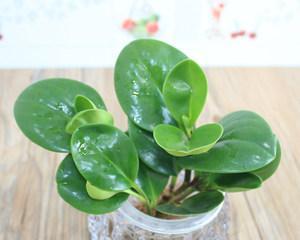 耐寒的水培植物有哪些（适合冬天养的水培植物介绍）