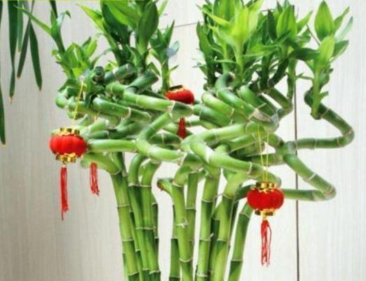 镇宅的植物有哪些（盘点八大旺宅招财植物）