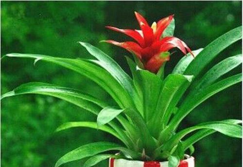 镇宅的植物有哪些（盘点八大旺宅招财植物）