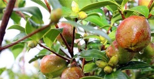茶油树怎么种植（详解茶油树种植与管理）