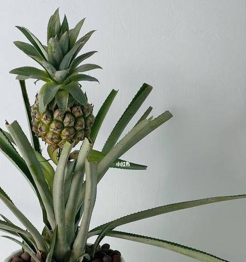 凤梨盆栽种植方法和技术（有关凤梨花浇水的正确方法）