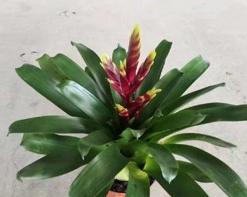 凤梨盆栽种植方法和技术（有关凤梨花浇水的正确方法）