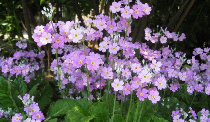 4月开的花有哪些（四月代表性的花介绍）