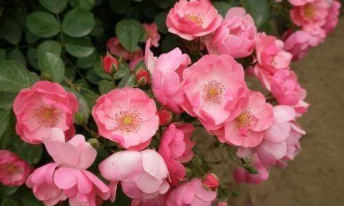 4月开的花有哪些（四月代表性的花介绍）