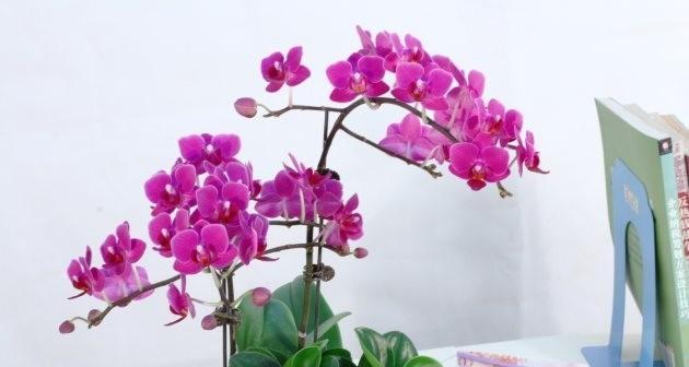蝴蝶兰如果养殖（种植蝴蝶兰的注意事项）
